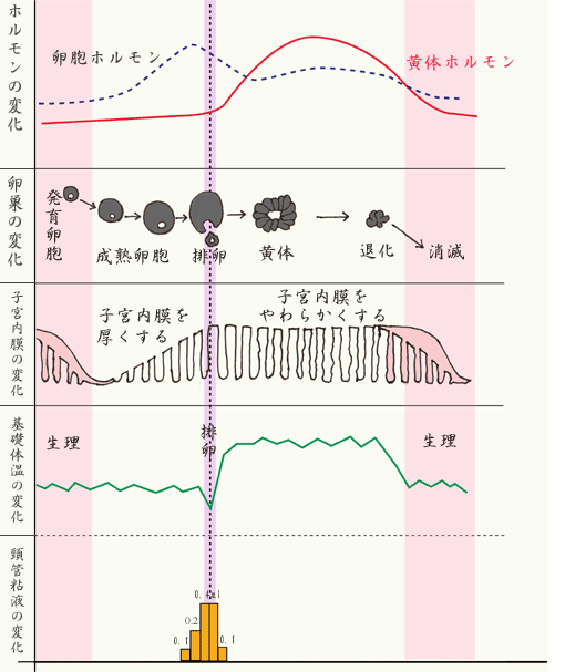 理想的な基礎体温