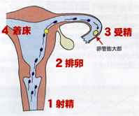 自然妊娠の課程