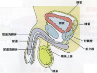 精子数