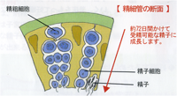 精巣