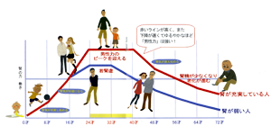 男性は８年ごとに体が変化していく